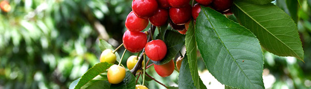 哈爾濱假肢廠(chǎng):大楊假肢_哈爾濱市大楊假肢_3D打印、3D掃描脊柱側(cè)彎支具-黑龍江假肢_哈爾濱假肢_哈爾濱假肢公司（矯形器.脊柱側(cè)彎）